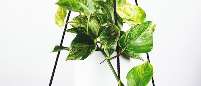 欧冠联赛奖杯及足球特写